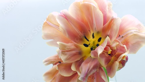 Flower opening close up, soft petals of beautiful tulip time lapse, nature background. Tulip spring flower macro shot, blooming pastel pink tulip Easter backdrop, romantic, tenderness concept.  photo