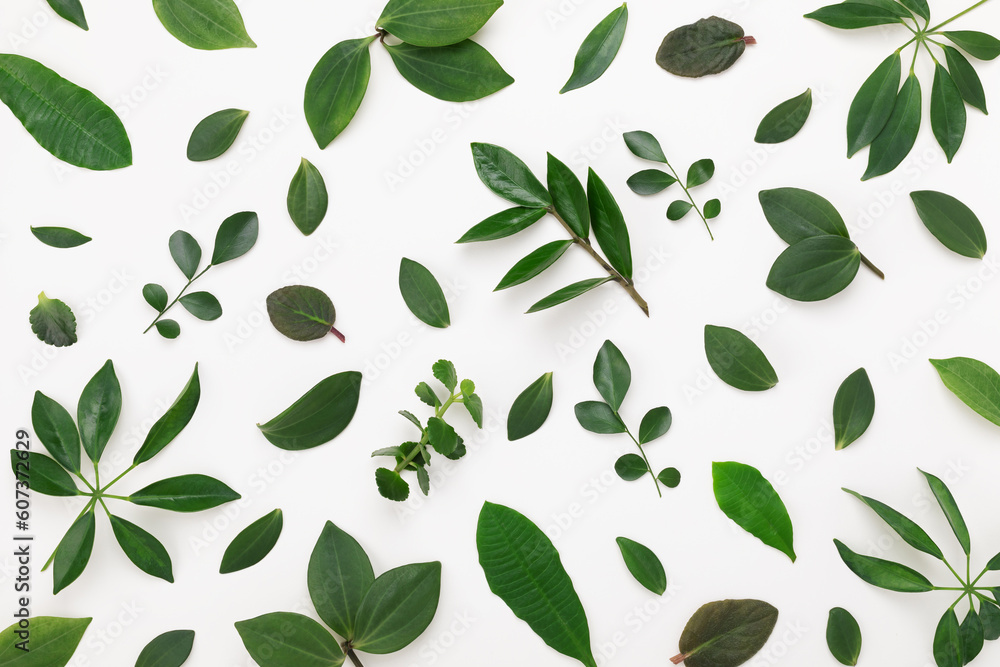 Abstract pattern of green leaves from houseplants on white background flat lay and top view... Abstract pattern of green leaves from houseplants on white background flat lay and top view...