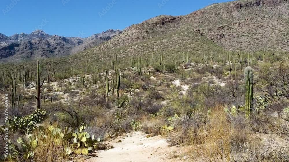 Beautiful shot of the mountains of Arizona surrounded by cacti Beautiful shot of the mountains of Arizona surrounded by cacti