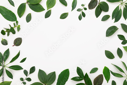 Abstract pattern of green leaves from houseplants on white background top view and flat lay. .