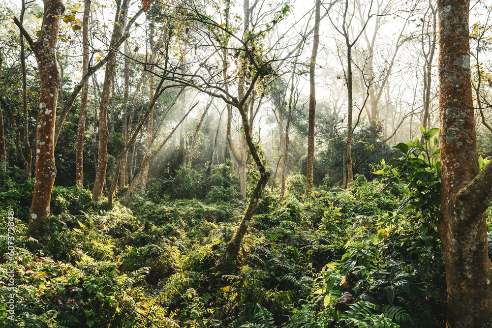 Obraz premium forest in the morning light