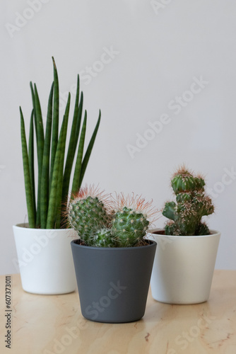 Trio de cactus