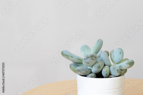 Succulente dans un pot blanc
