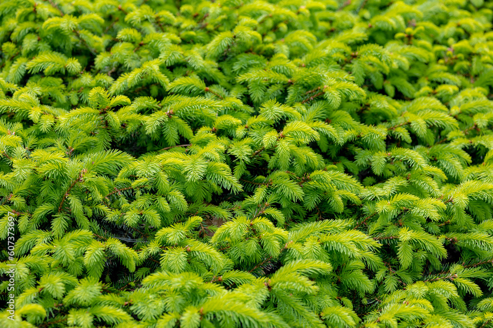 Selective focus of green needle leaves in the garden, A spruce is a tree of the genus Picea a genus of about 35 species of coniferous evergreen trees in the family Pinaceae, Nature greenery background Selective focus of green needle leaves in the garden, A spruce is a tree of the genus Picea a genus of about 35 species of coniferous evergreen trees in the family Pinaceae, Nature greenery background