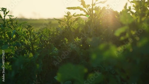 Green rape conola germ growing in field in harvesting season at sunset close up. Work in agronomic farm for making business and production organic eco bio food photo