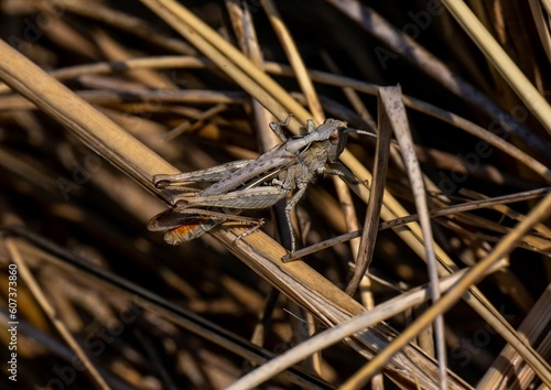 Closeup of a Bow-winged Grasshopper (Chorthippus biguttulus) on dry grass photo