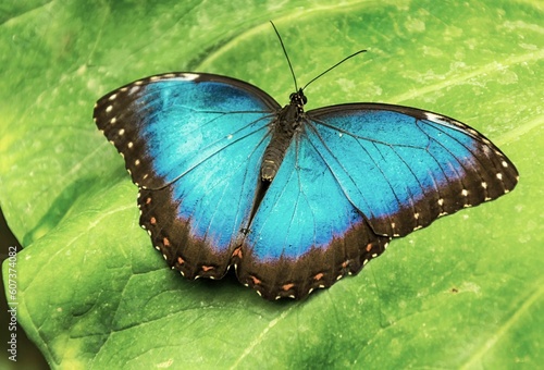 Closeup of beautiful Blue morpho butterfly on green leaf