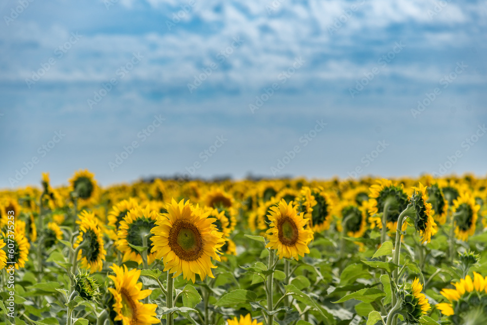 Sunflowers field in the countryside. Nature concept.