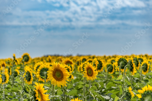 Sunflowers field in the countryside. Nature concept.