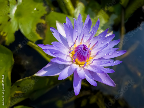 A lotus flower with water drops on the petals.  Aamazing picture for the desktop