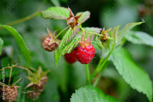 ripe raspberries with green leaves on the bush, close up   