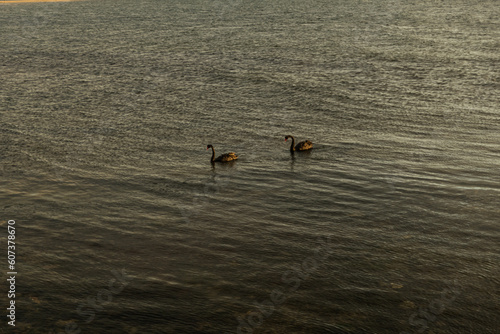 ducks on the river