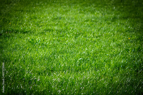 spring green grass on the lawn as a background 3