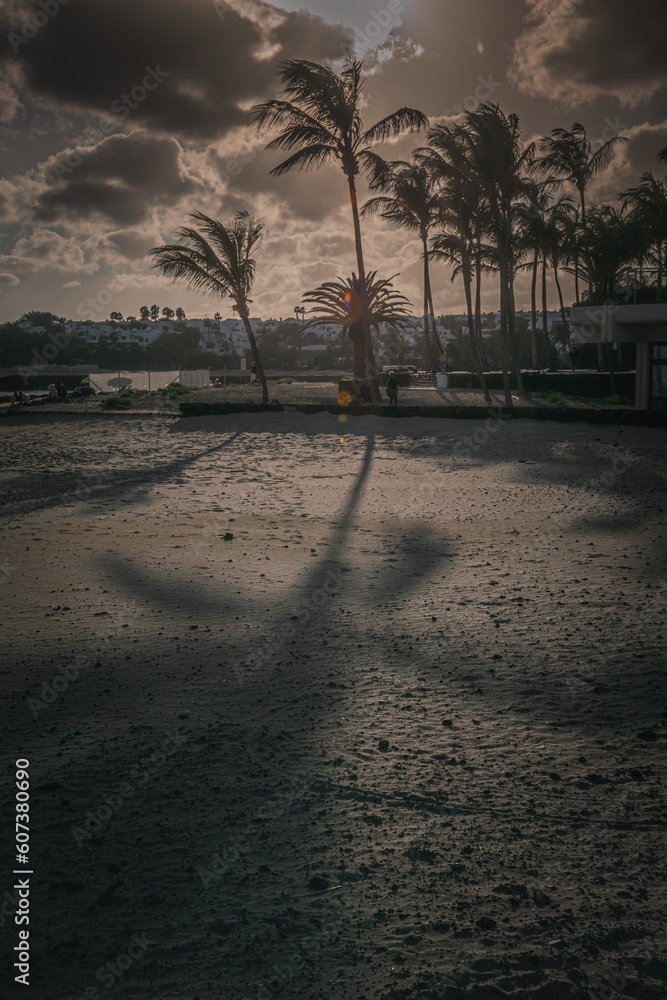 Palm tree shadown on the sand beach during dull sunset Palm tree shadown on the sand beach during dull sunset