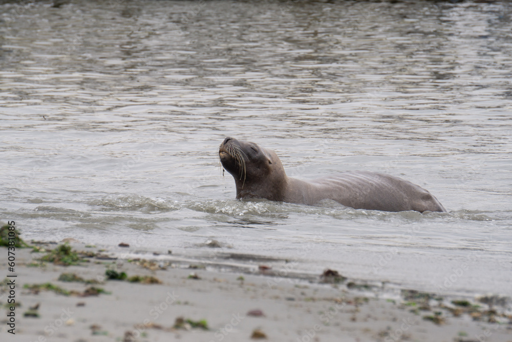Fototapeta premium Sick south american sea lion laying on the beach, Paracas, Peru.