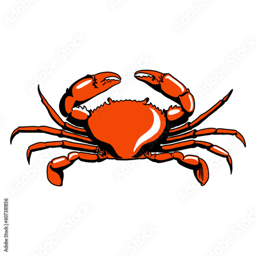 illustration of crab