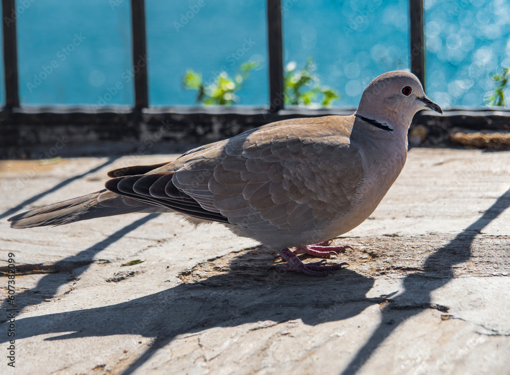 Fototapeta premium The turtle dove bird walks on the asphalt. Fence shadow. The sea is in the background. No people. Streptopelia turtur. Wild bird close up.