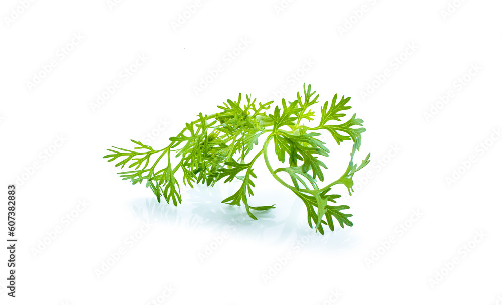 Fresh green plant, nutritious, tasty green parsley. Vector illustration. Vegetables ingredients in triangulation technique. Fresh green plant, nutritious, tasty green parsley. Vector illustration. Vegetables ingredients in triangulation technique.