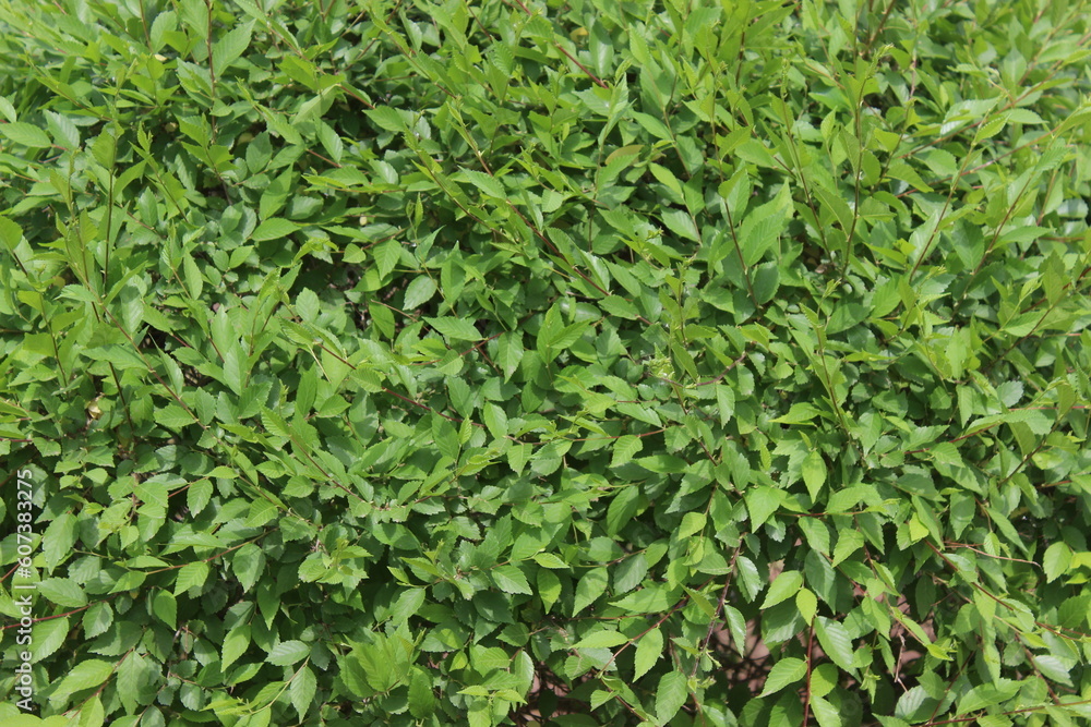Green Grass Background Green Grass Background