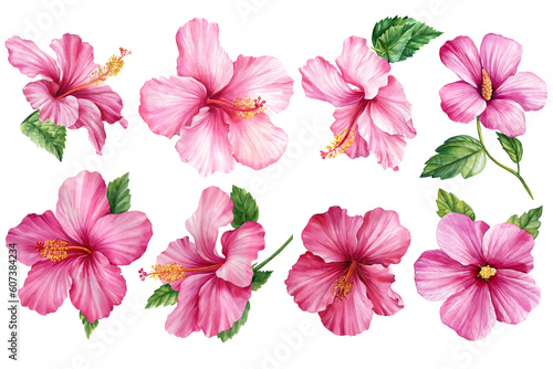 Pink floral elements watercolor, Hibiscus flowers set, isolated white background, summer illustration, tropical flower