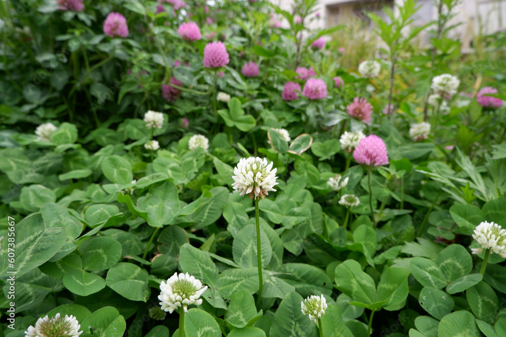 Green leaves and flowers background. spring flower garden. Green and botanical image background. Clover garden. Green leaves and flowers background. spring flower garden. Green and botanical image background. Clover garden.