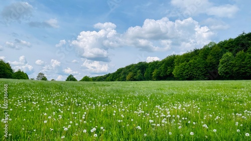 Spring Landscape With Dandelions Flowers Field and a Forest in Europe, Germany