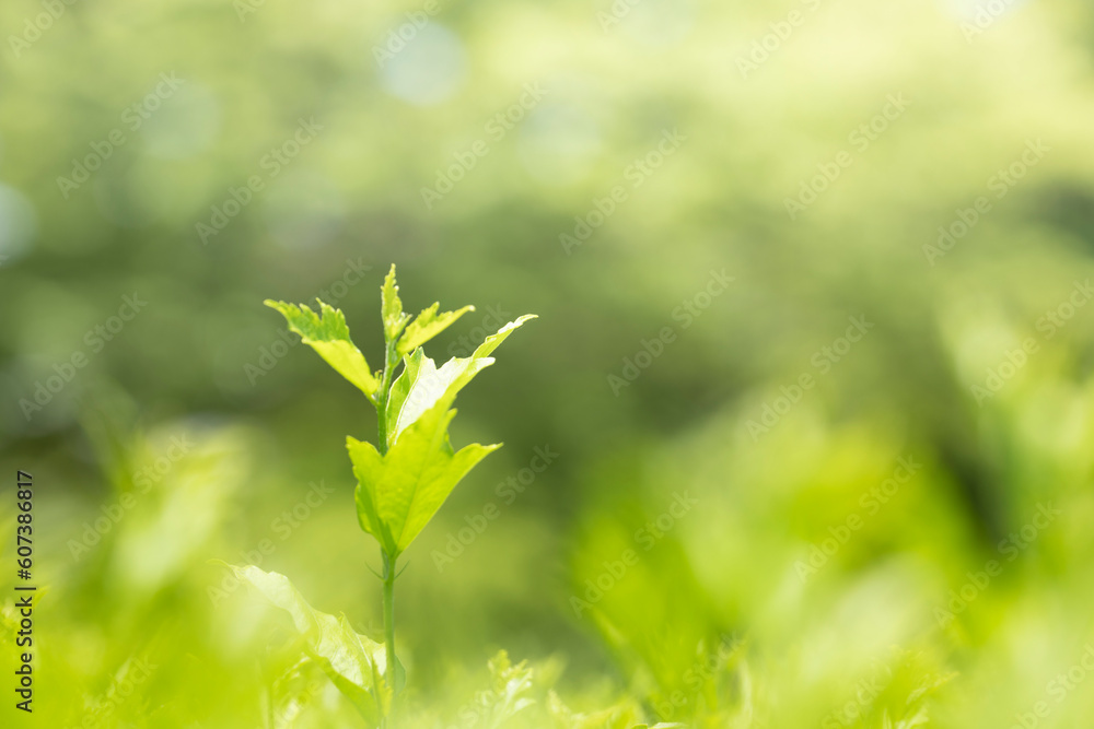 Green leaves as a green background for nature, ecology and clean wallpaper concept Green leaves as a green background for nature, ecology and clean wallpaper concept