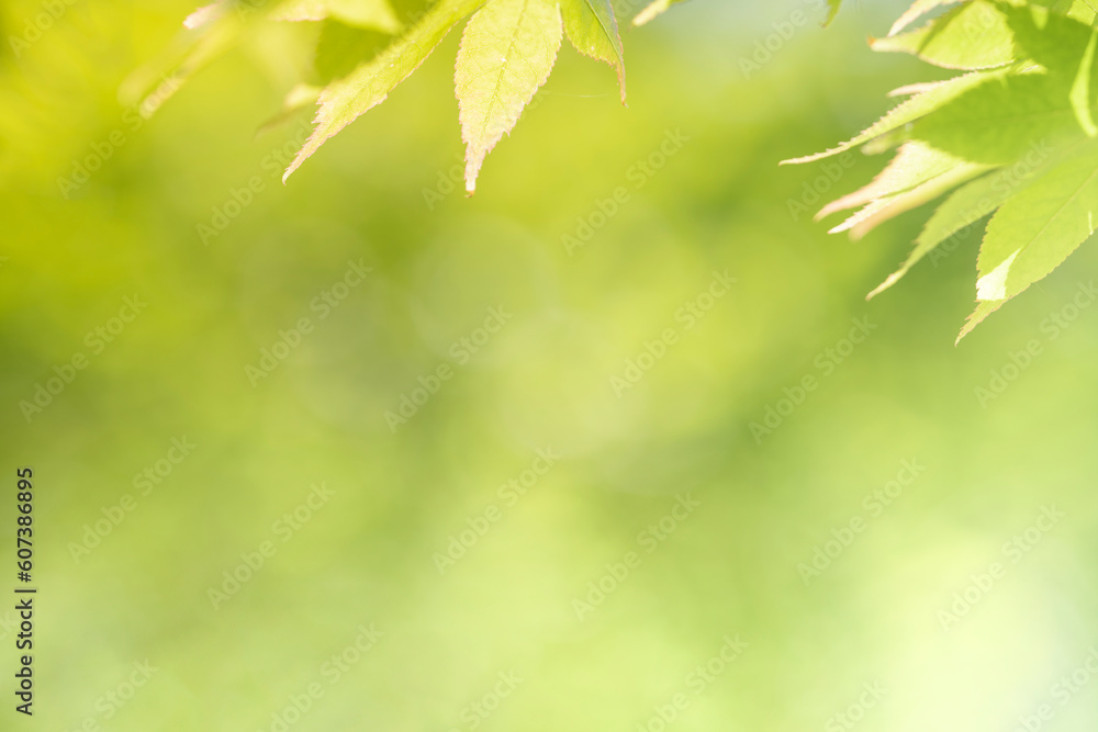 Green leaves as a green background for nature, ecology and clean wallpaper concept Green leaves as a green background for nature, ecology and clean wallpaper concept