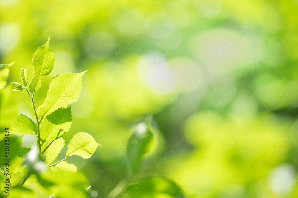 Green leaves as a green background for nature, ecology and clean wallpaper concept Green leaves as a green background for nature, ecology and clean wallpaper concept