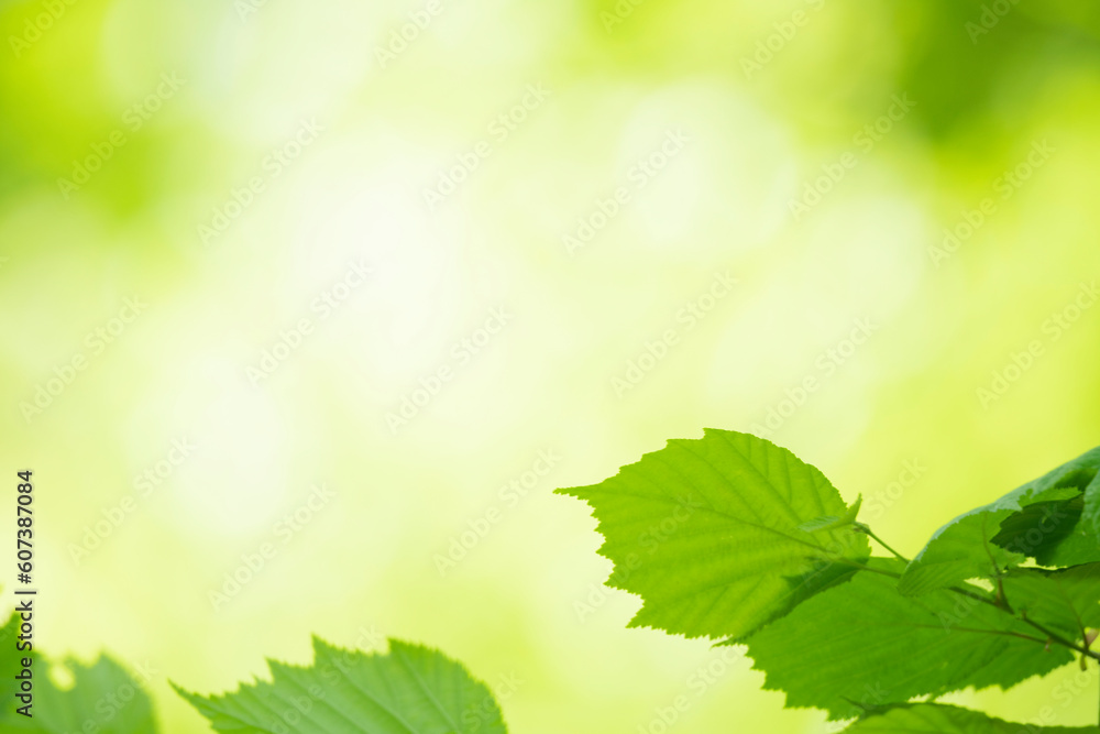 Green leaves as a green background for nature, ecology and clean wallpaper concept Green leaves as a green background for nature, ecology and clean wallpaper concept