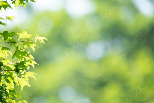 Green leaves as a green background for nature, ecology and clean wallpaper concept