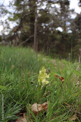 Dactylorhiza sambucina : Orchis sureau  © Kalimerys