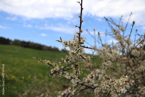 Prunus spinosa : Prunellier 