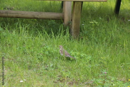 Turdus philomelos : Grive Musicienne 