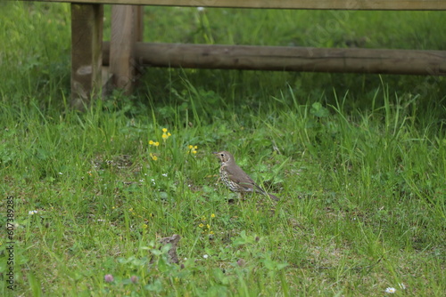 Turdus philomelos : Grive Musicienne 