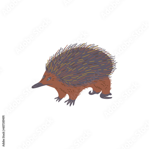 Cute echidna animal, hand drawn flat vector illustration isolated on white background.