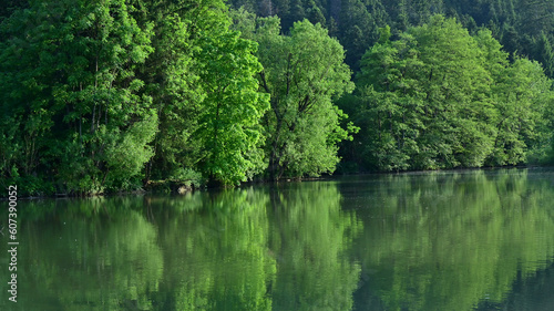 Alluvial forest, reflection of trees in the water - environment nature. 