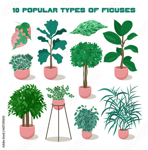 Realistic house plants set. Different types of decorative ficuses or fig trees photo
