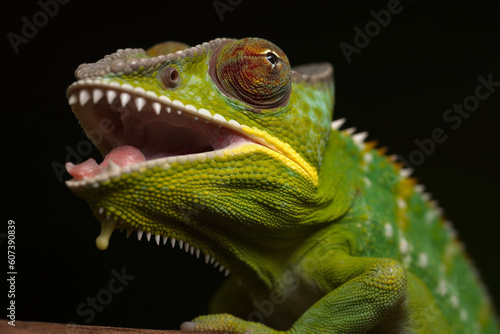 Generative AI. a green chameleon that opens its mouth