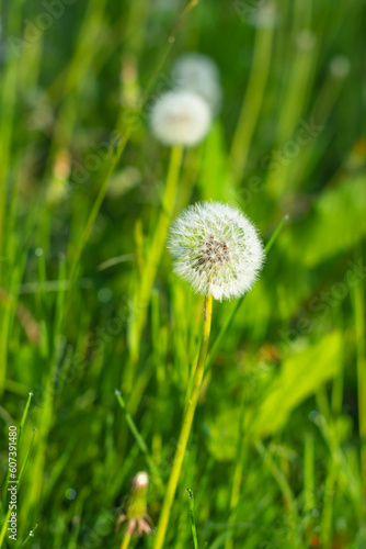 Dandelion vertical image graphic resources copy space 