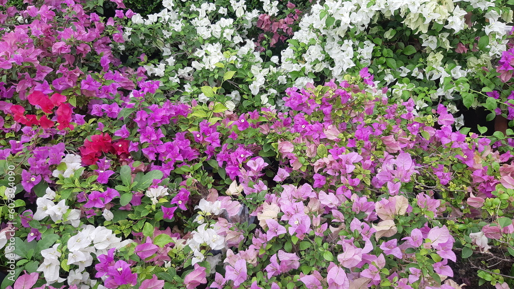 Fototapeta premium field of flowers