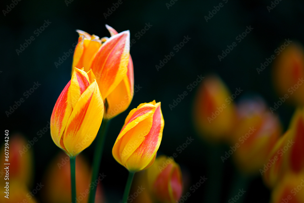 Fototapeta premium yellow tulip