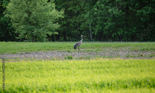 Polska wieś, farma, ptak żuraw stojący na zaoranym polu