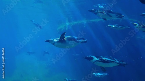 Underwater shooting of swimming penguins in the water