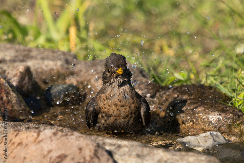 Close up front view of european blackbird female sitting in a natural looking birdbath with water spray and droplets in the air