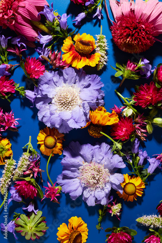 Fototapeta Naklejka Na Ścianę i Meble -  Pattern of different summer blossom flowers over deep blue background. Floral texture background