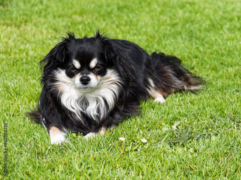 Long-haired Chihuahua dog lying on grass.