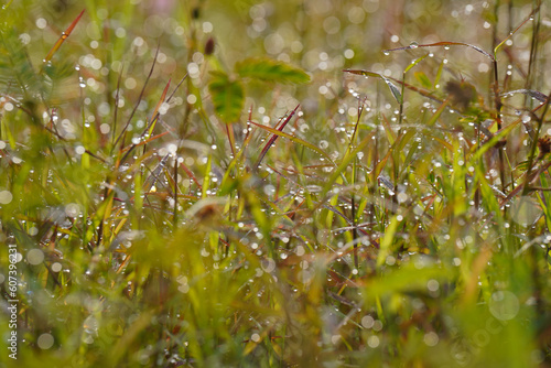 grass with dew