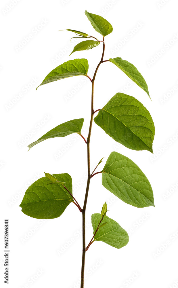 Fototapeta premium Fresh Asian knotweed branch