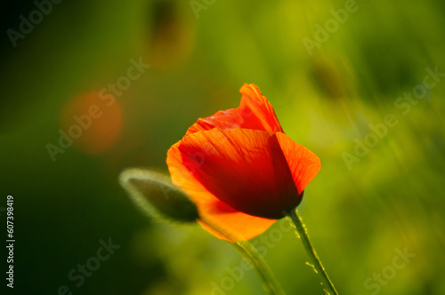 Red poppies in the rays of the setting sun - bright flowers at sunset